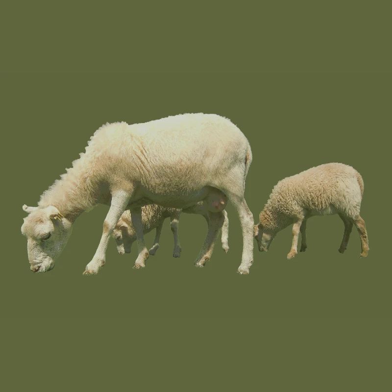 sheep