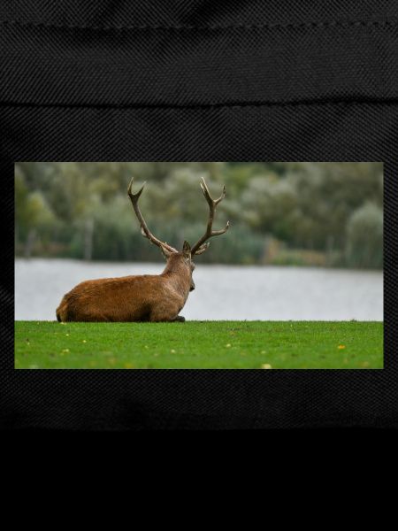 Hirsche am Ufer des Sees