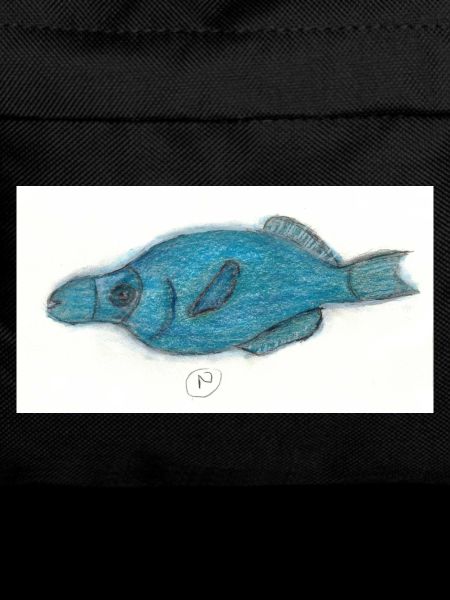 Vogellippfisch