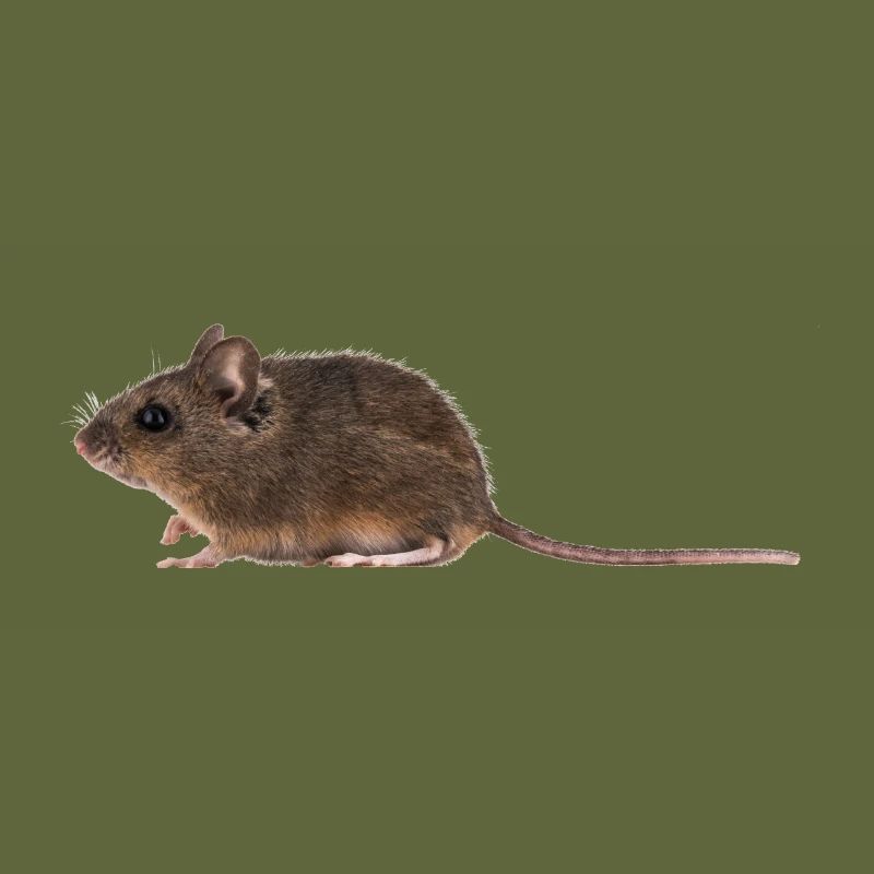 A mouse
