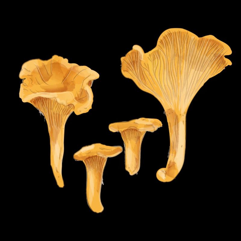 Yellow chanterelles