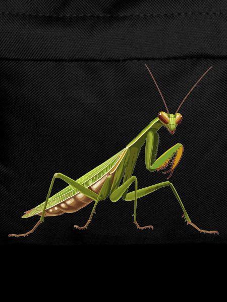 Praying mantises Praying mantis