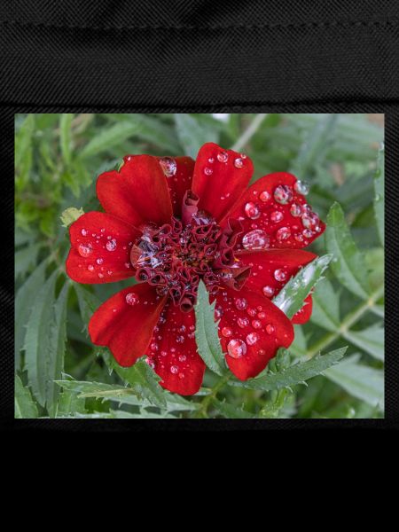 Rote Kleinblattblüte, bedeckt mit Wassertropfen,