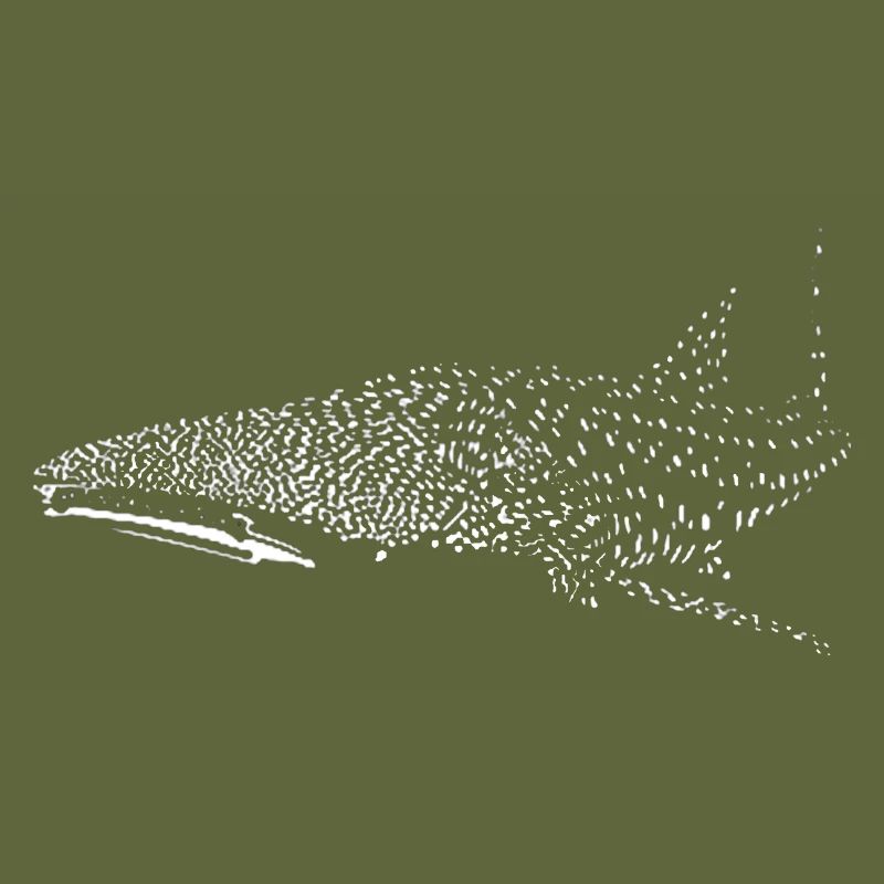 Whale shark