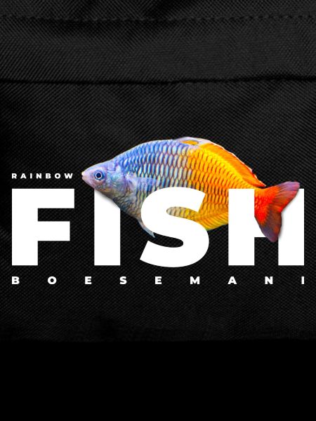 Boesemani Rainbow Fish Keeper