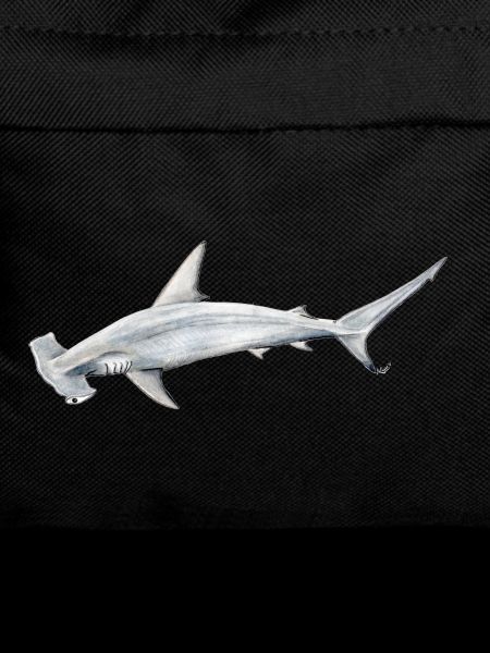 Tiburon martillon - Hammerhead shark - Requin