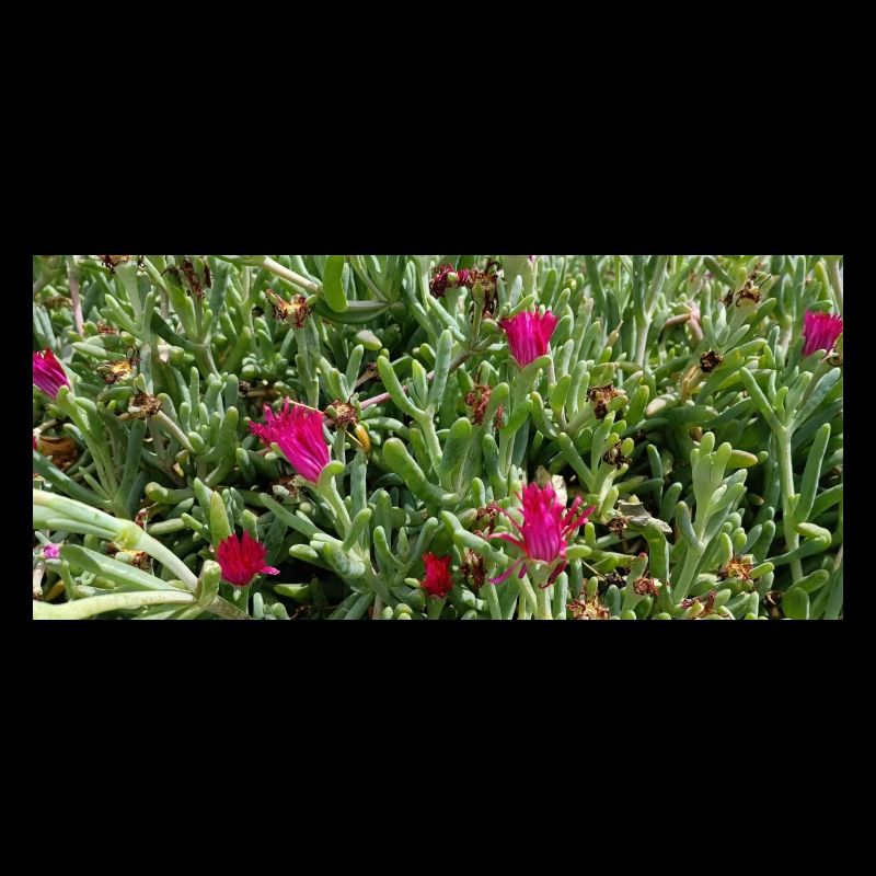 Flore gorgeuse canarienne