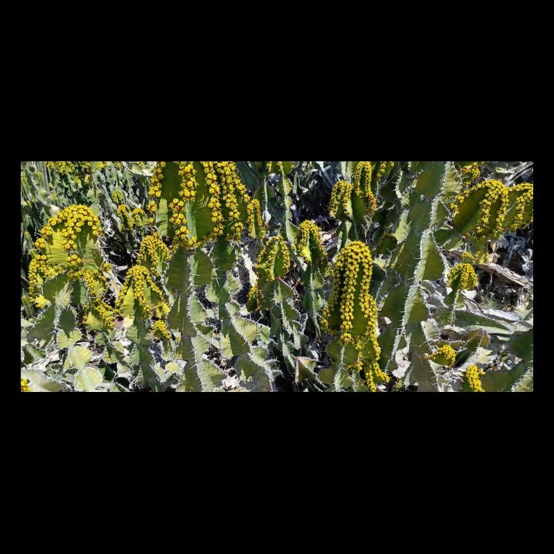 Canarian beautiful cactus