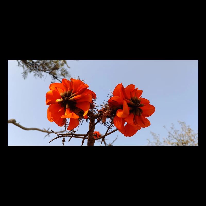 Kanarische Blumen