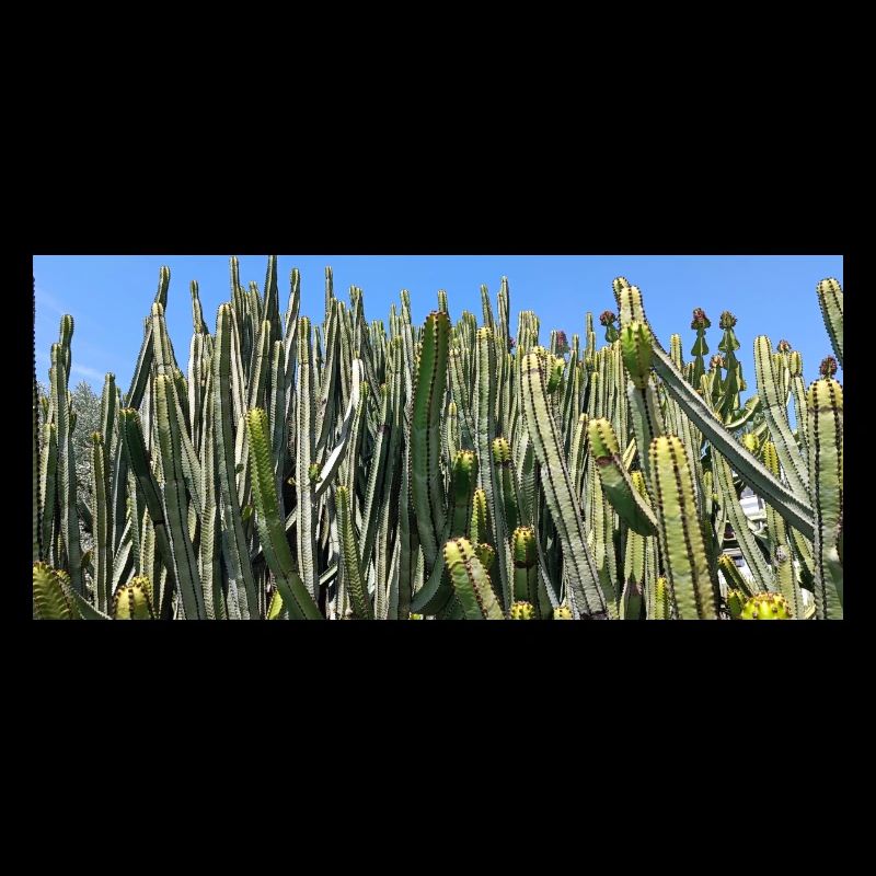 Canarian cactus