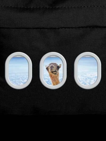 Airplane window camel vacation trip