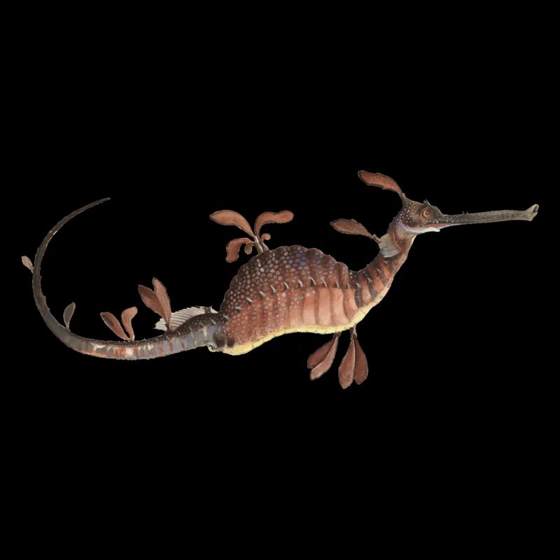 Seahorse Underwater Ocean Design