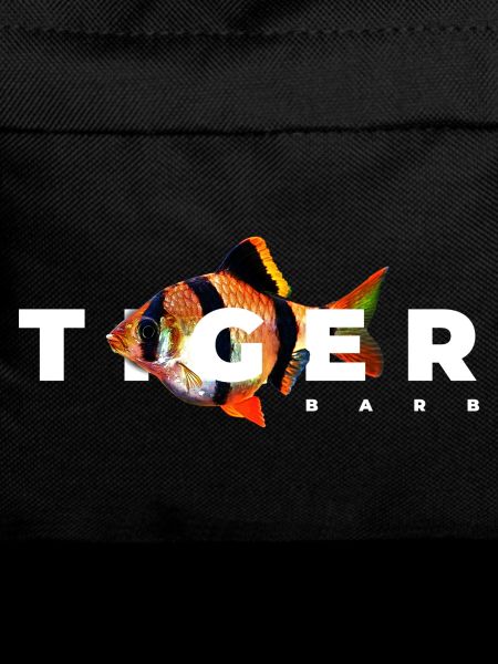 Tiger Barb Aquarium Fish