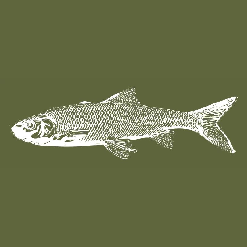 Trout fish
