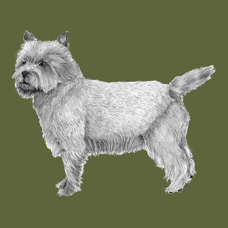 Cairn Terrier