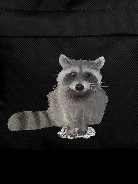 racoon