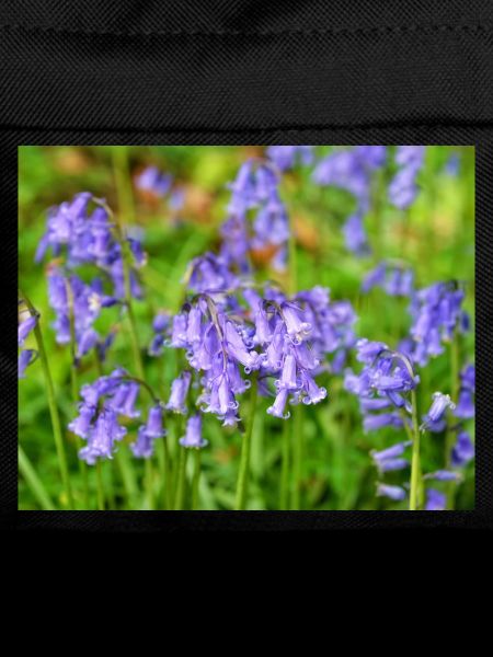 Bluebell - Violet Spring Bloom