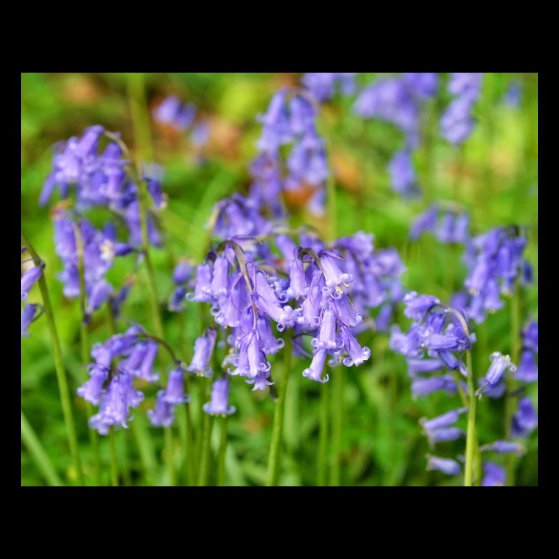 Glockenblume – Violette Frühlingsblüte