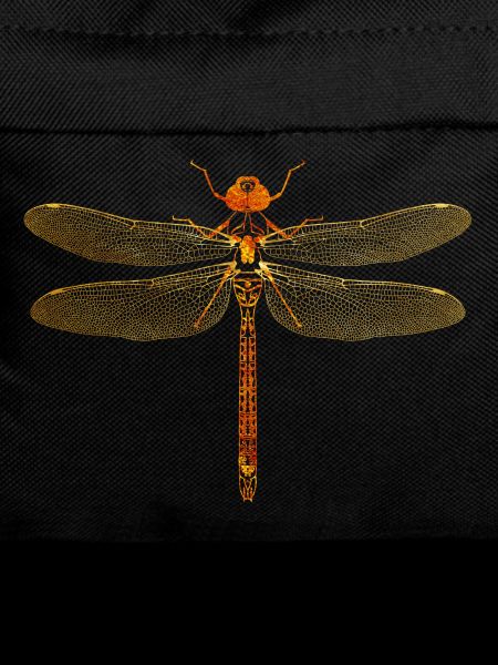 Libellule or