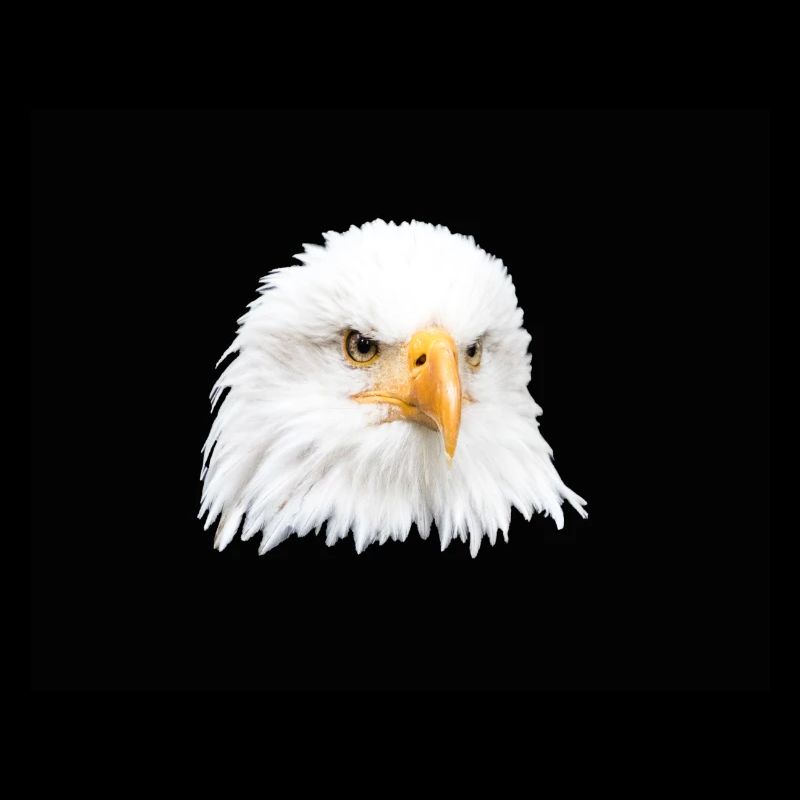 Pygargue à tête blanche