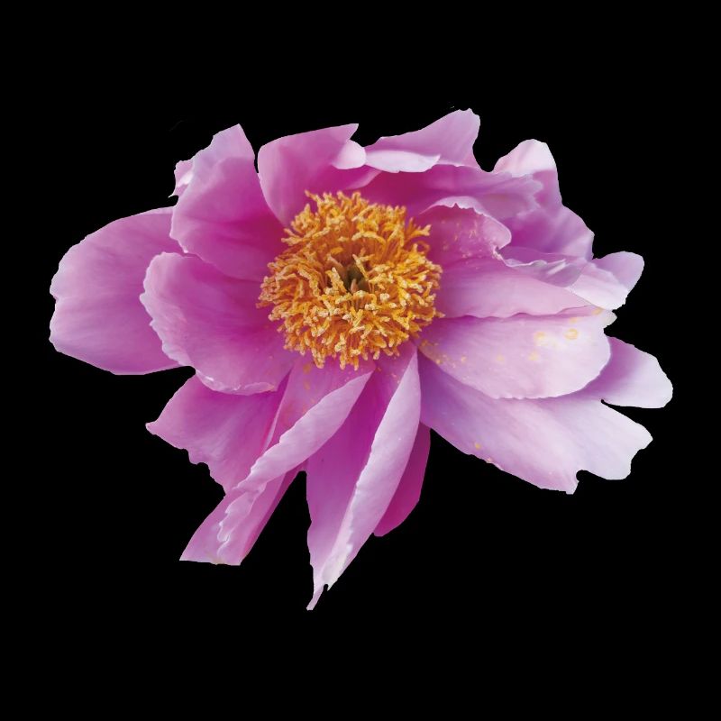 Peony_Dancing_in_Wind