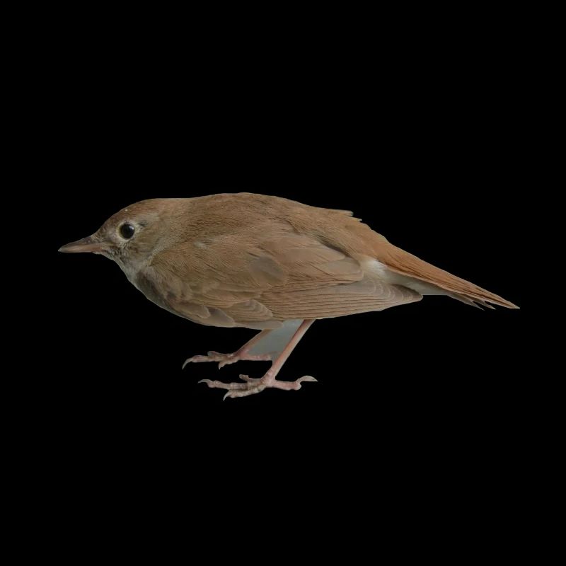 Vogel Nachtigall