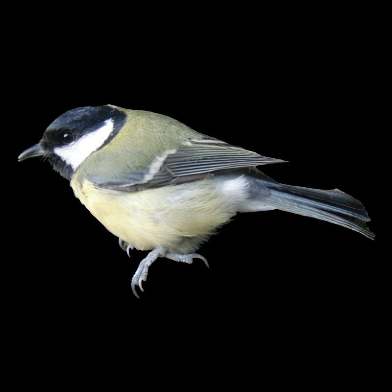 Vogel Kohlmeise