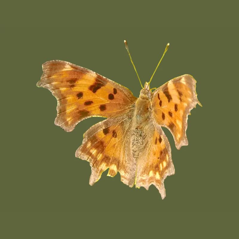 Papillon C-Moth