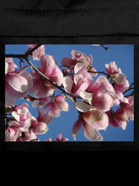 Pink magnolia branches in spring