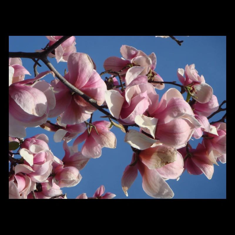 Pink magnolia branches in spring