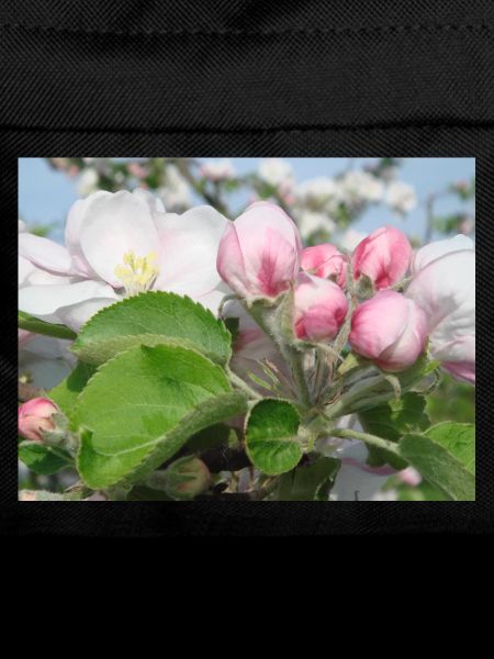 Apple Blossom Branches Spring Summer