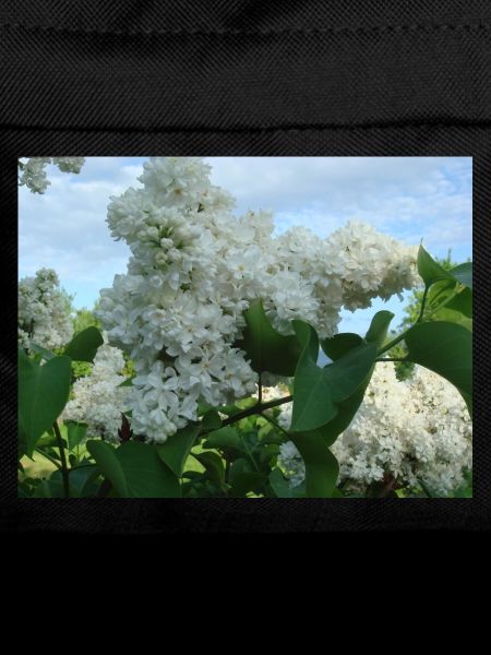 White stuffed lilac