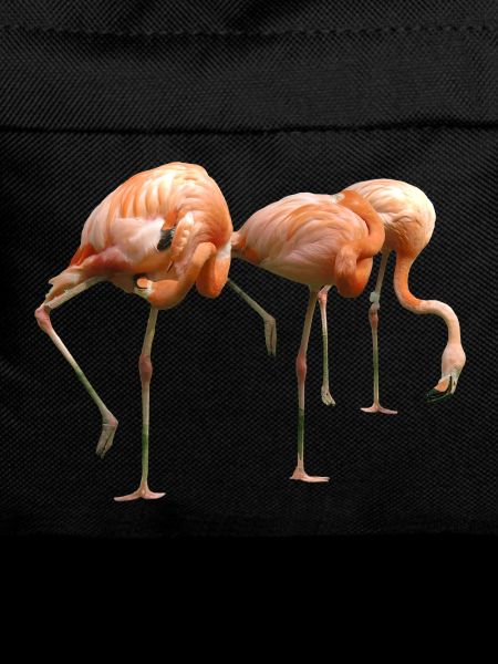 Flamant