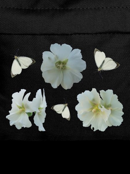 Hollyhocks with butterflies