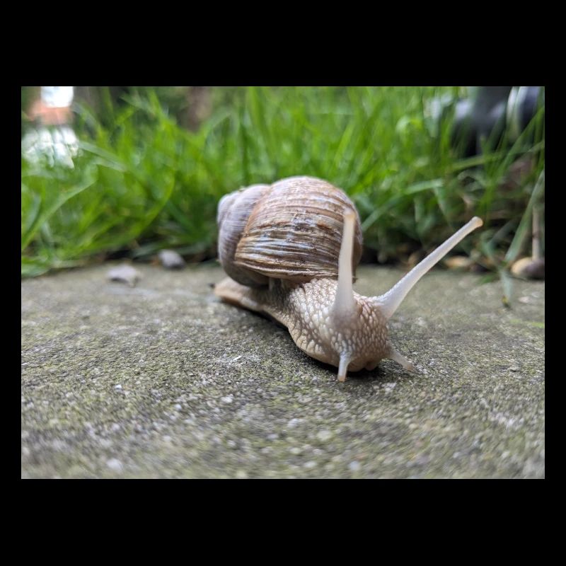 Snails Macro Natural Design