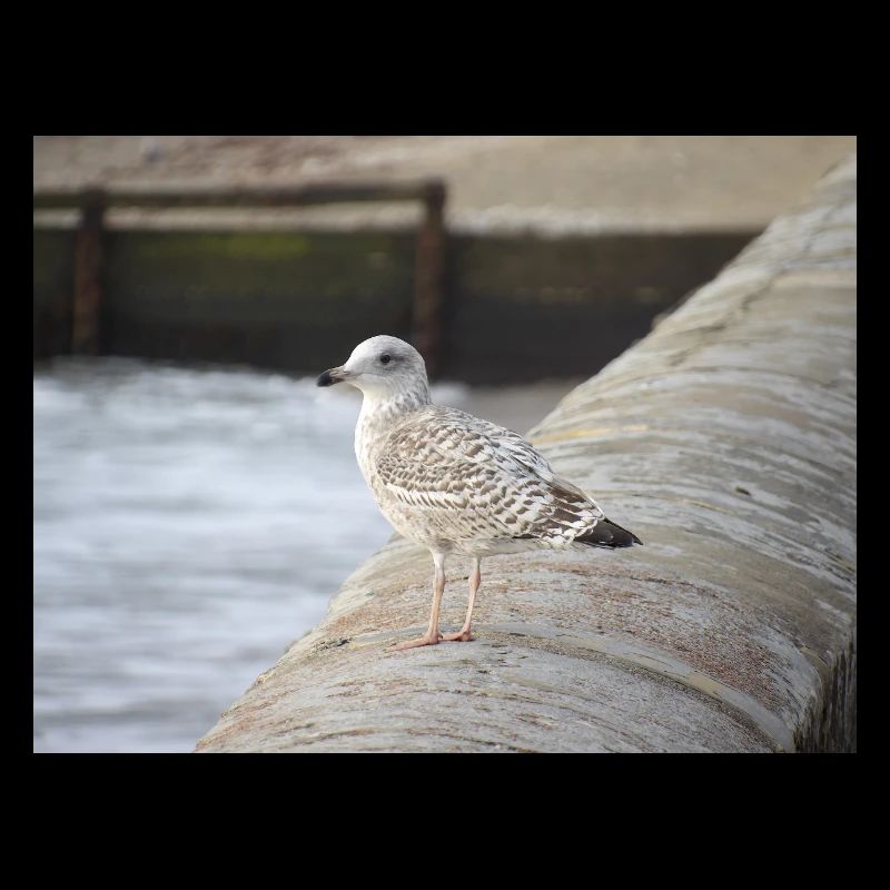 Coastal Gull on Concrete Pier