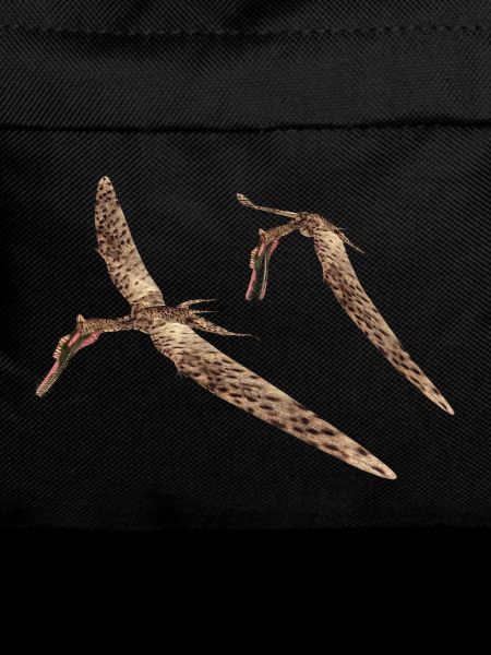 Pterosaur Zhenyuanopterus