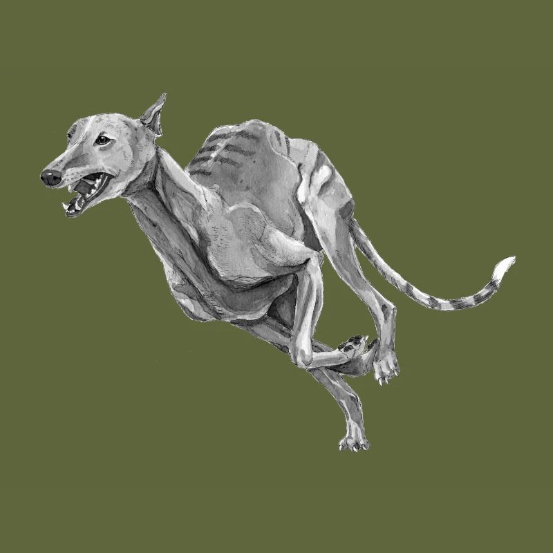 Greyhound