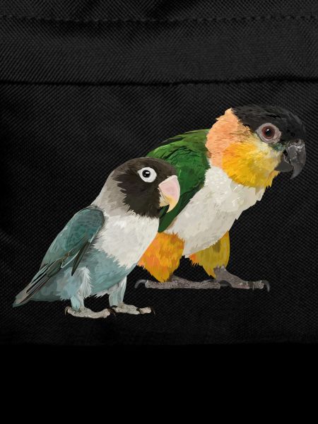 Caique and Agapornis