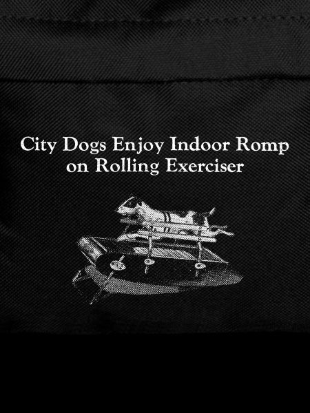 City Dogs