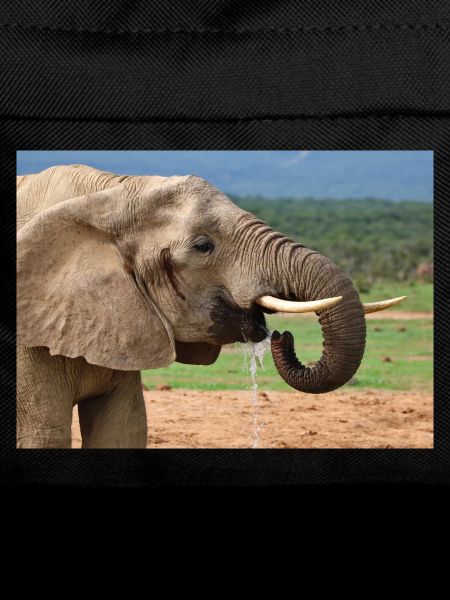 Boissons d’éléphant