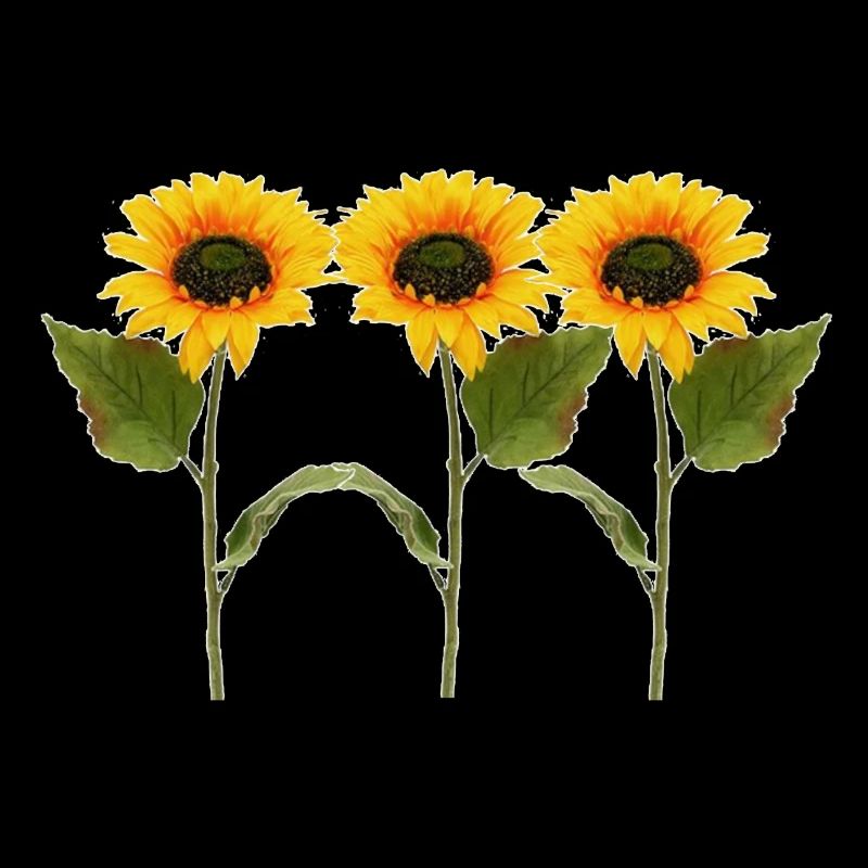 Drei Sonnenblumen