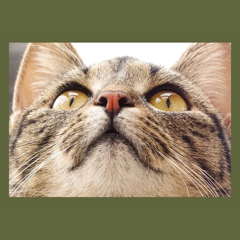 Katzengesicht von Minka