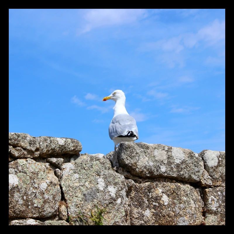 Seagull Northern Germany