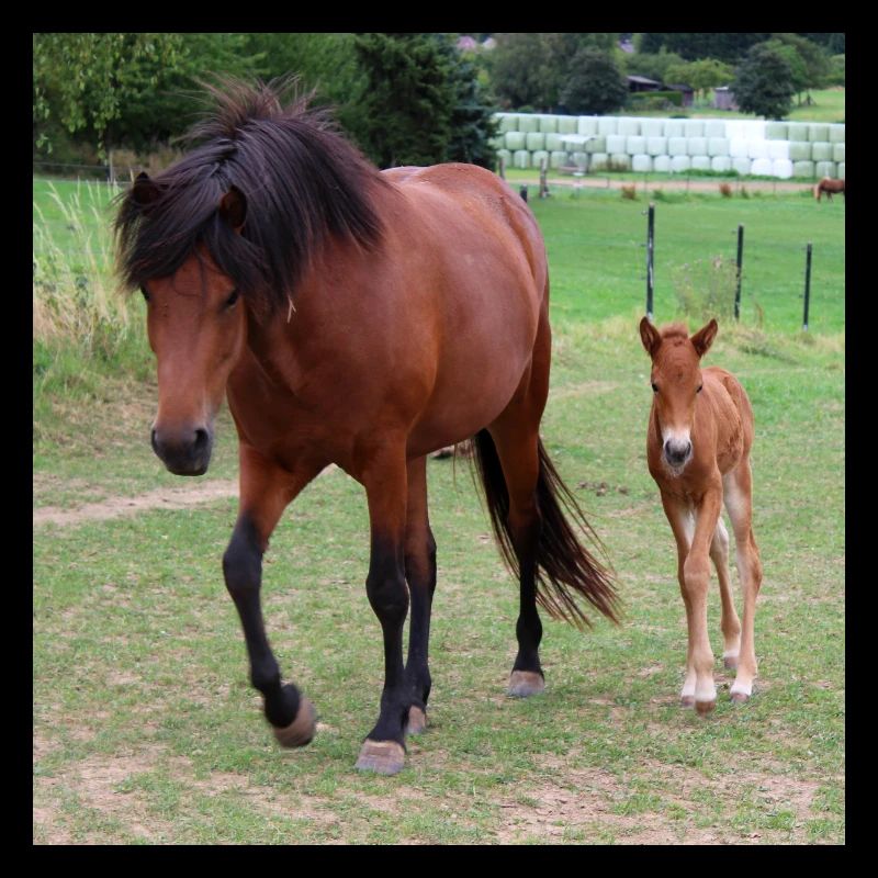 Affiche Cheval Cheval