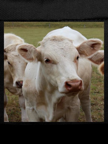 Cow Poster
