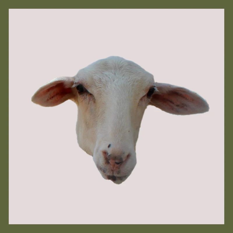 sheep