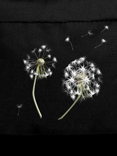 White dandelion silhouette