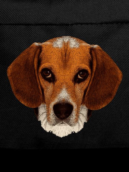 jagdhunde, Beagle leinwand optik