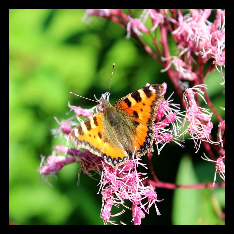 Papillons